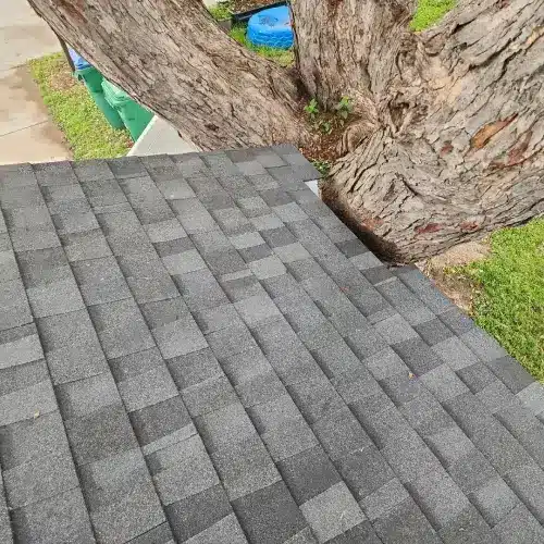 Close-up view of newly installed asphalt shingles on a residential roof near a large tree, showcasing professional roofing work.